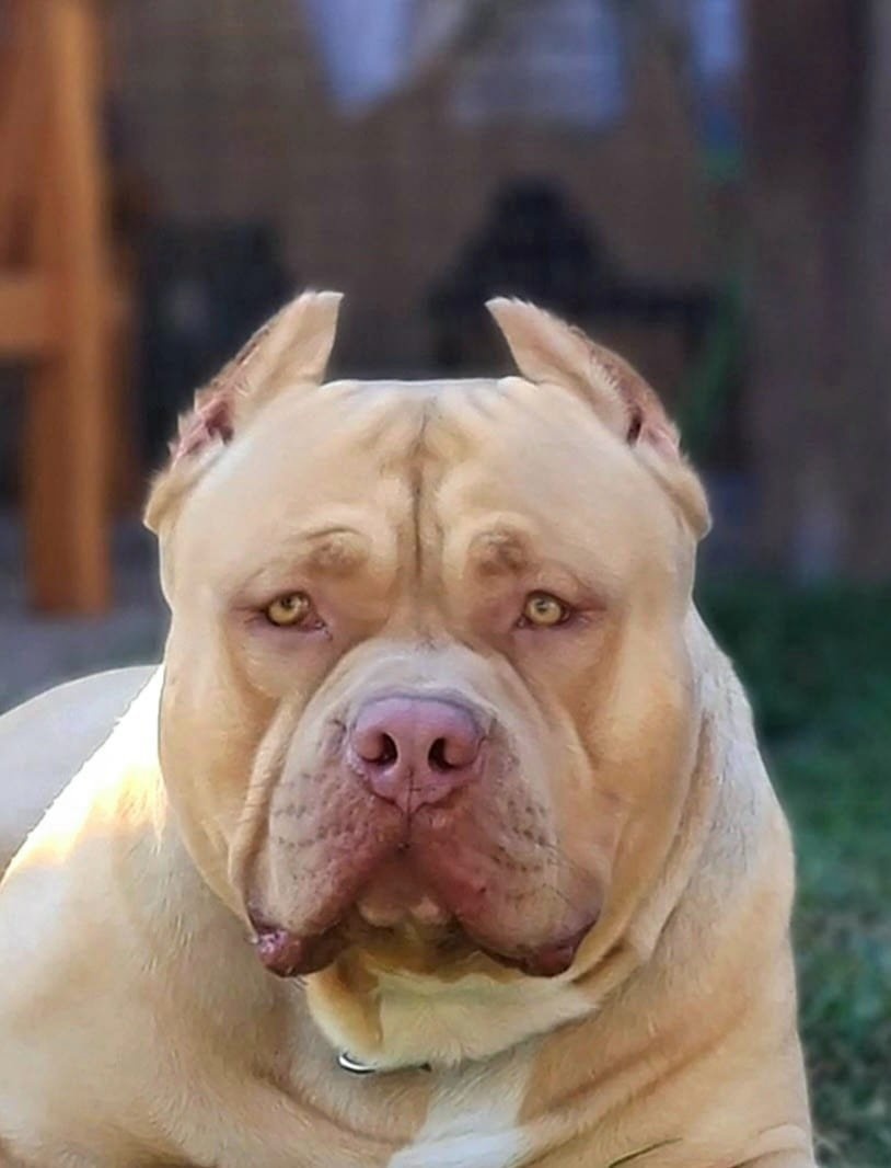American bully XL - 13