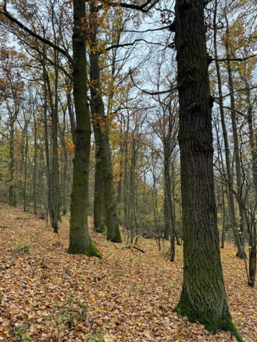 Prodám lesní pozemek v k.ú. Snopoušovy - 13