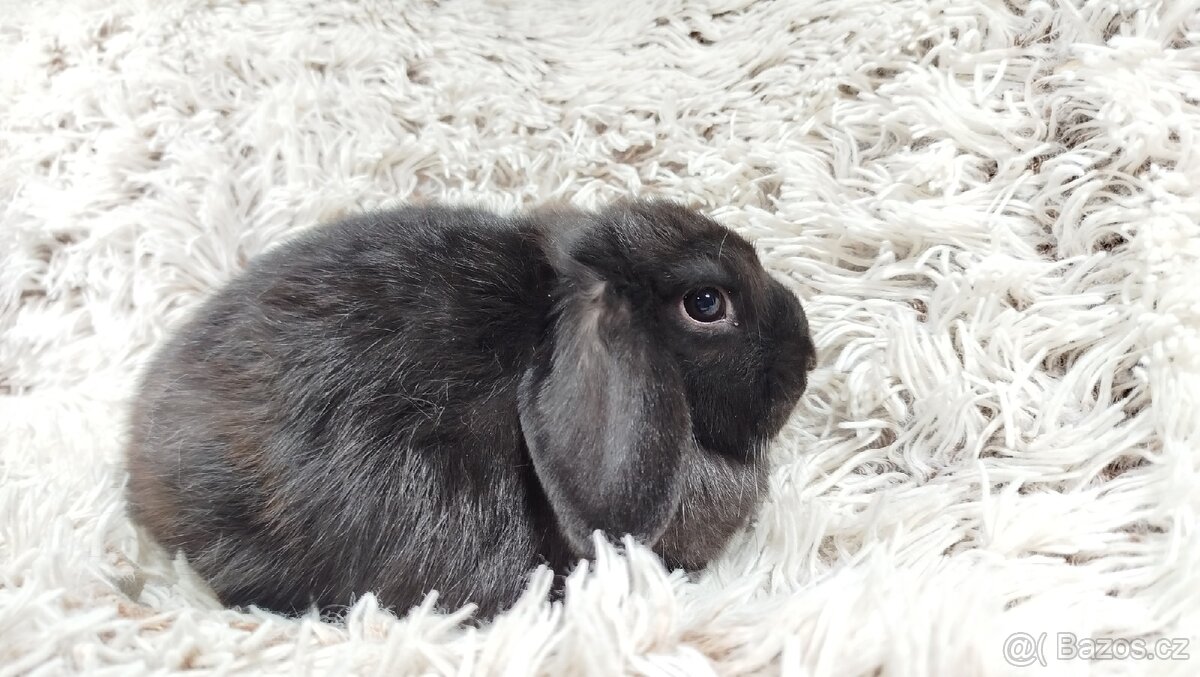 Zakrslý beránek, králíček, králík - BRUNO - 13