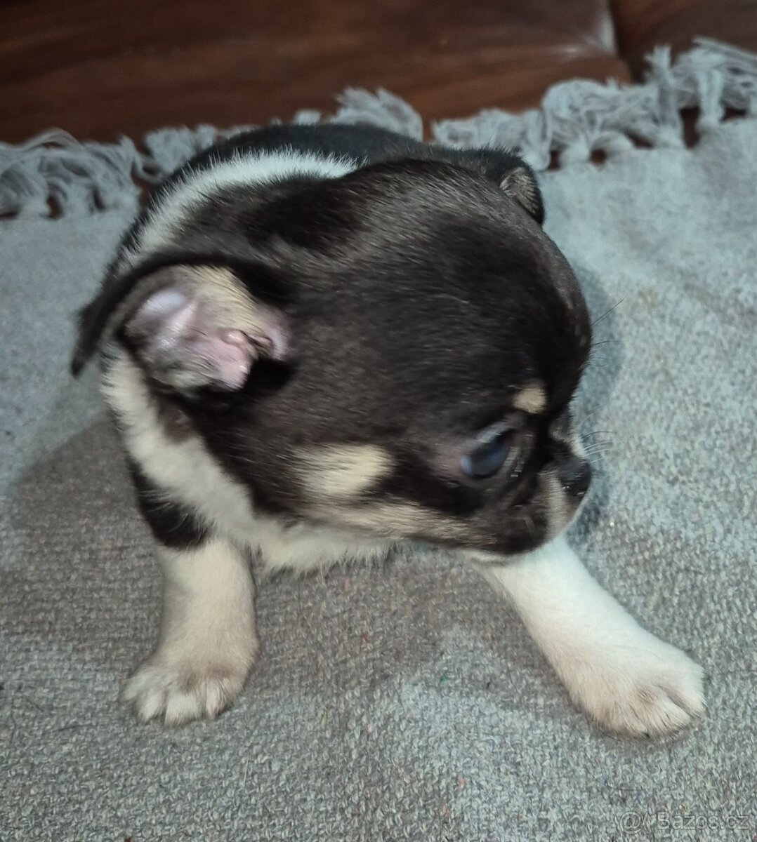 Čivava s PP, krásná štěňátka k odběru. - 13