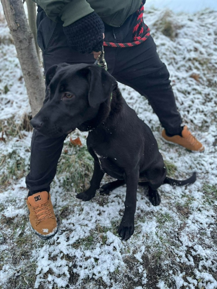 2 fenečky štěňátka - 13