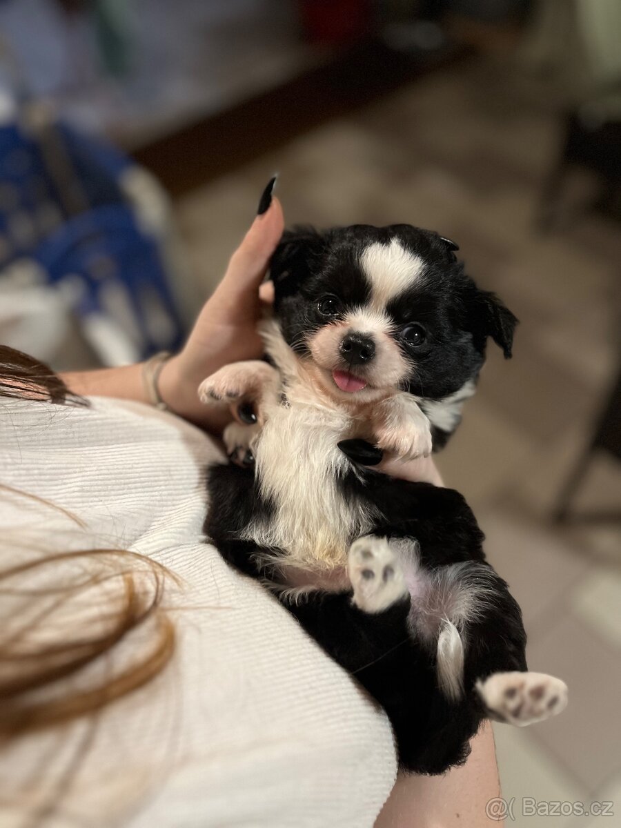 2x dlouhosrstý pejsek s PP FCI, čivava - 13