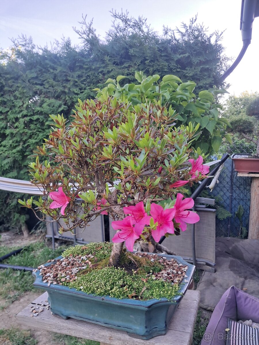 Bonsaj, bonsai - 13