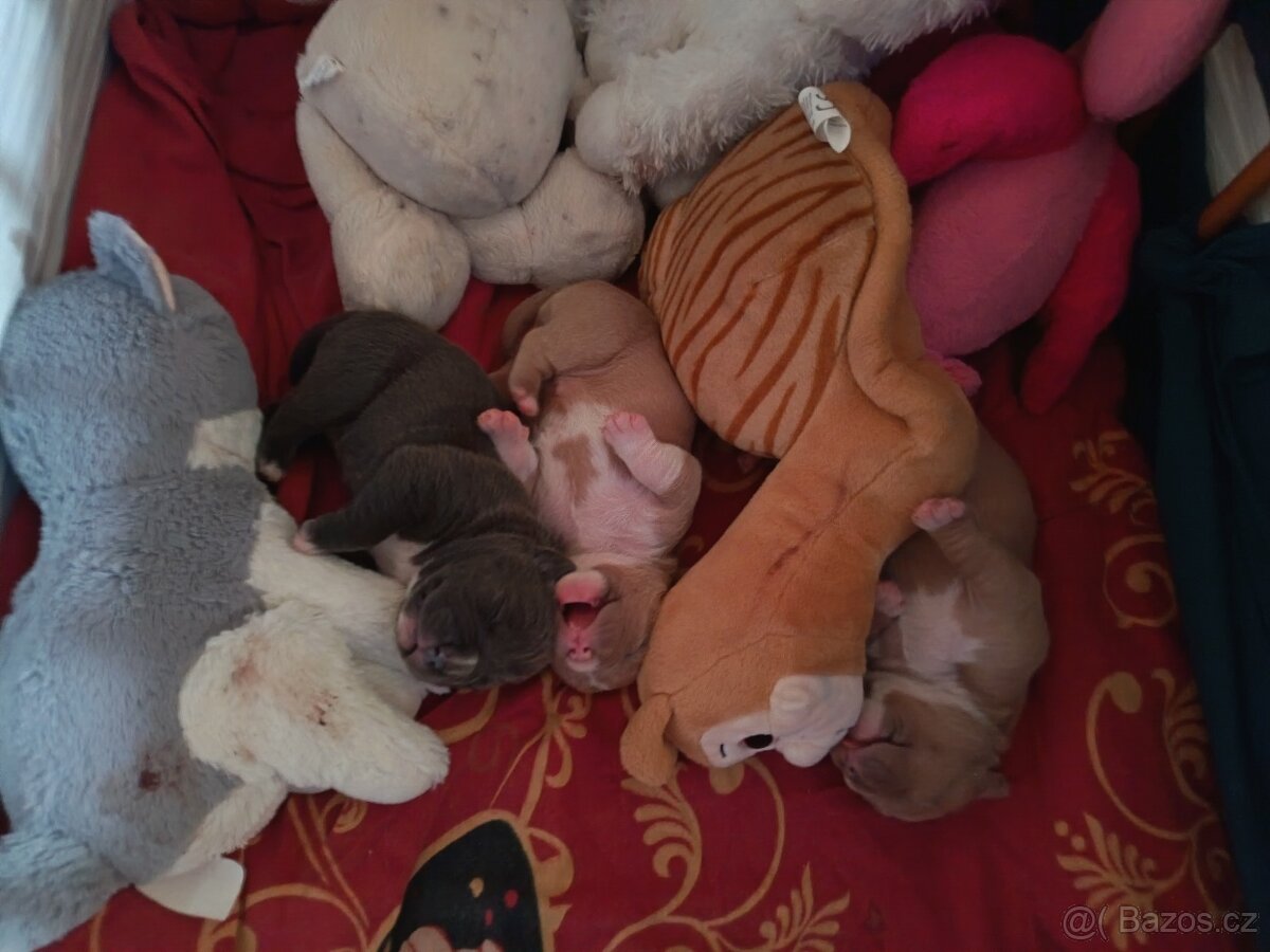 American Bully pocket - 13