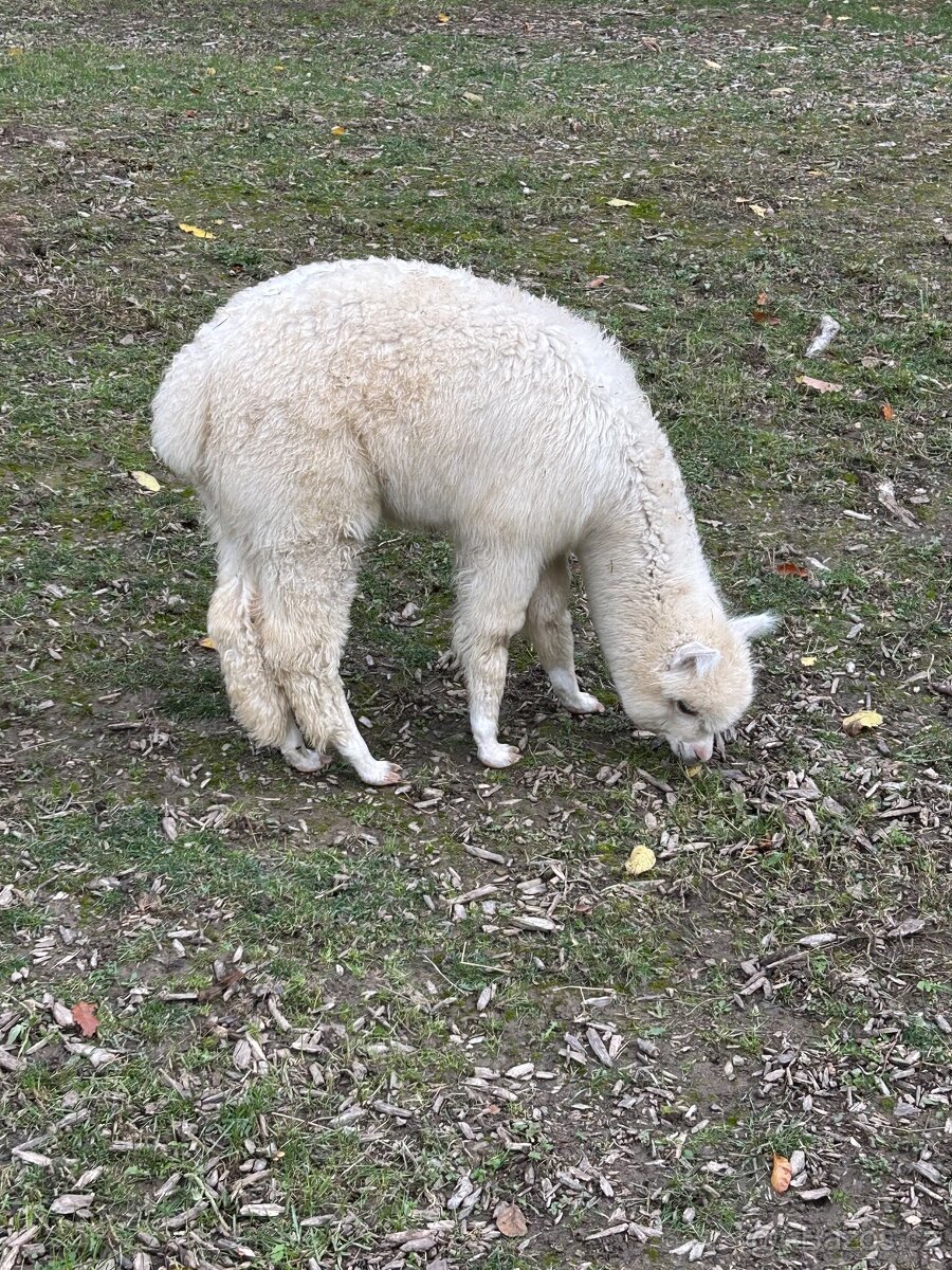 Lama Alpaka 2 samičky - 13