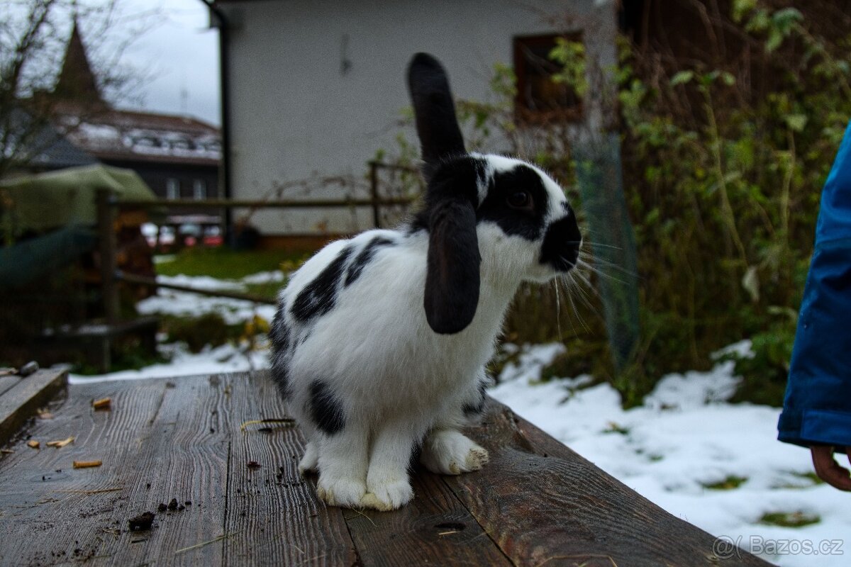 Zakrslý králík - 13