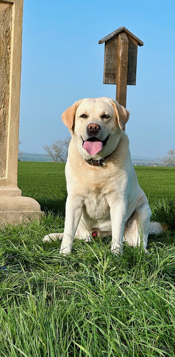 Krytí Labradorský Retriever s PP - 13
