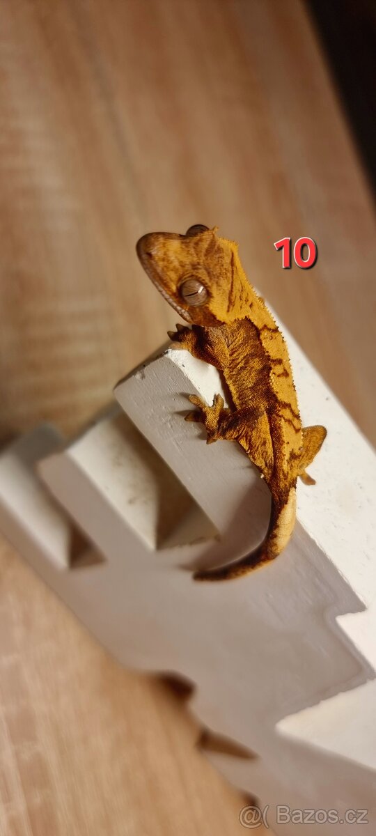 Pagekon řasnatý - 13