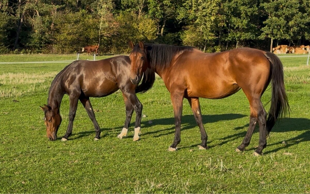 Kobylka ČT 1,5roku - 13