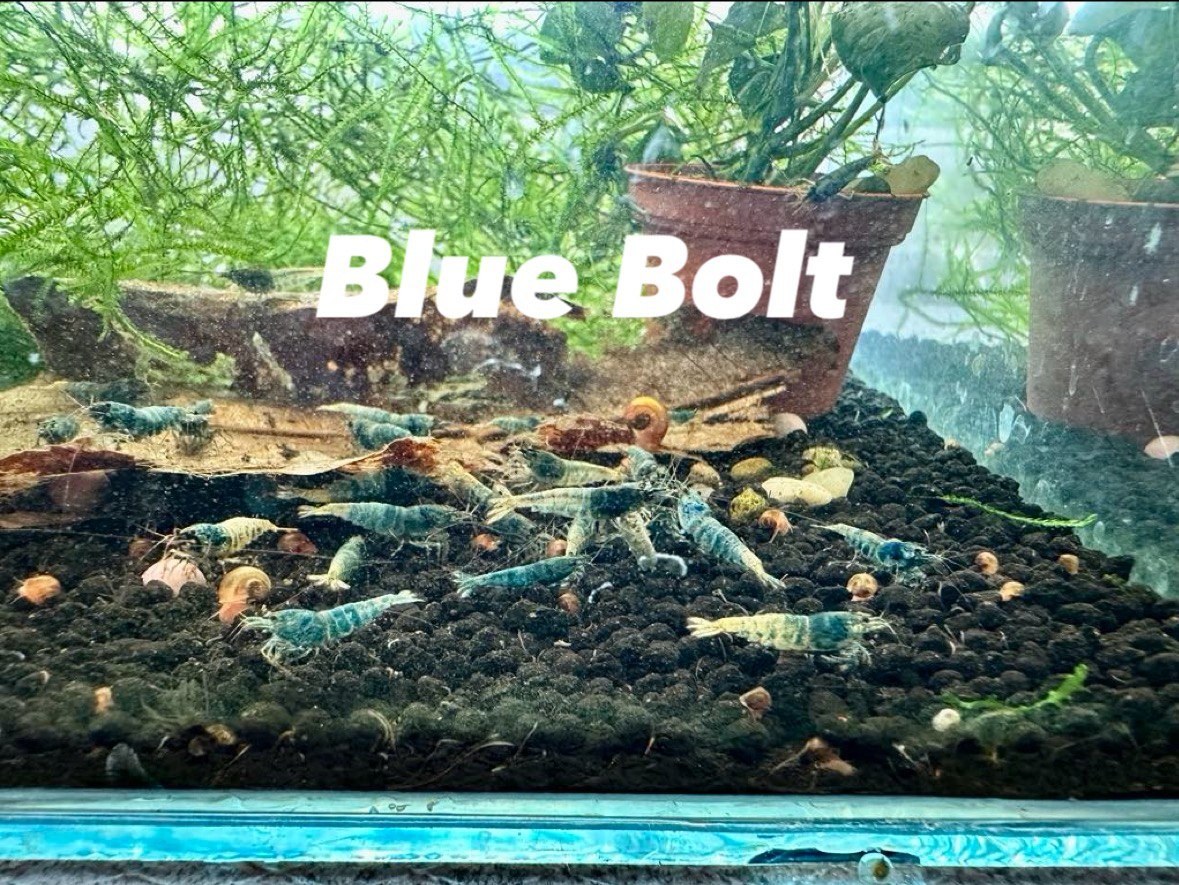 Neocaridina Krevety - 13