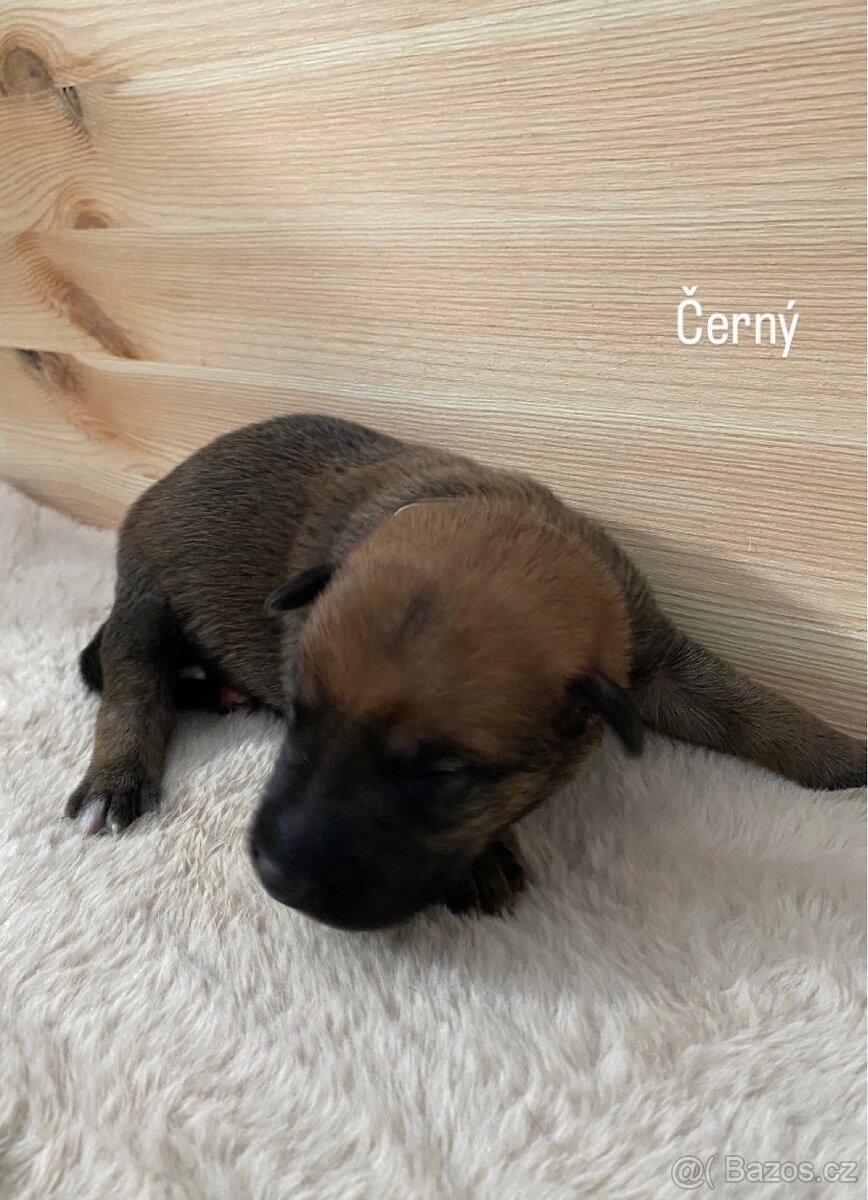 Štěňata - 75% malinois 25% border kolie - 13