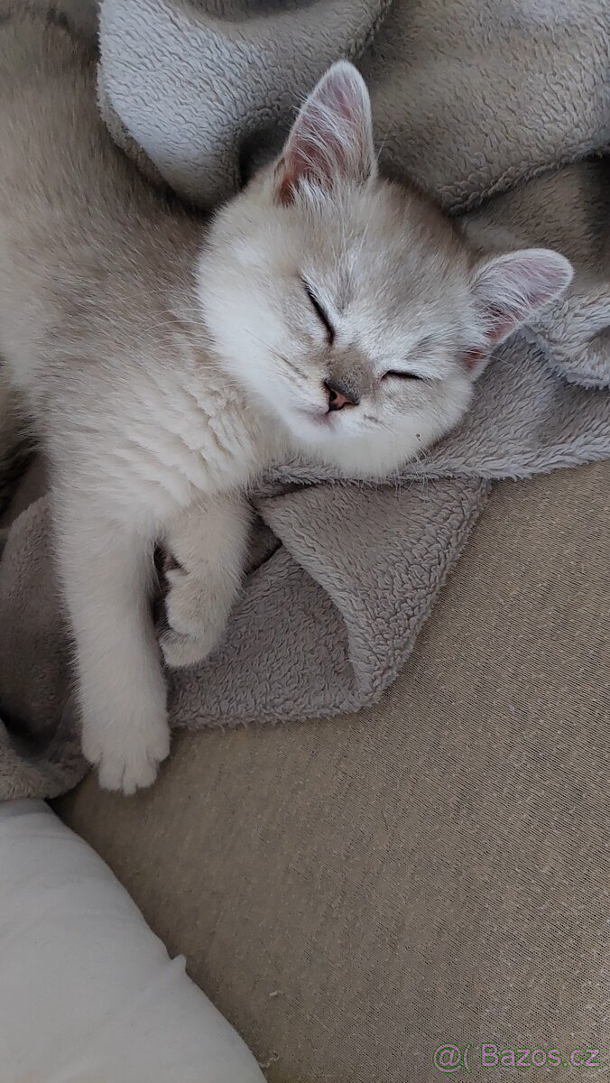 Skotské koťata bez PP - 13