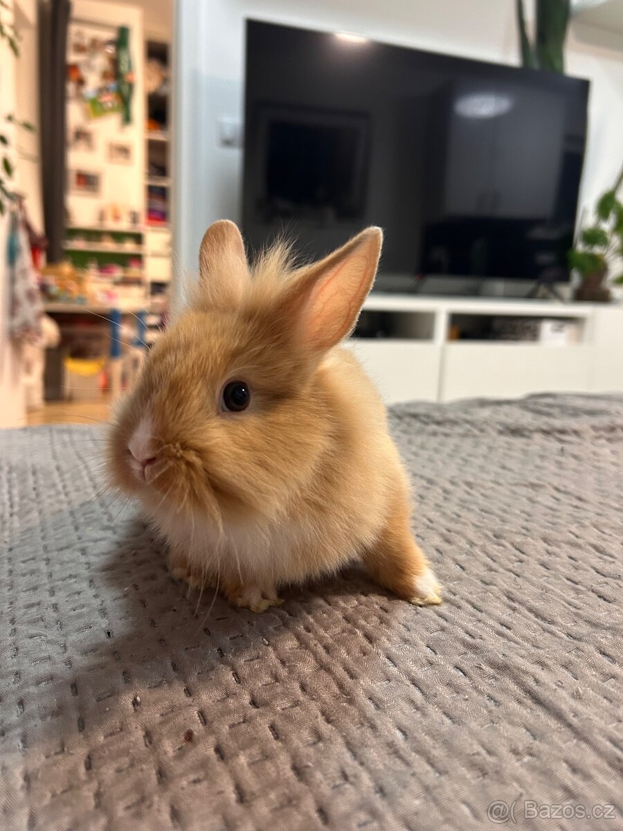 Zakrslý králíčci - 13