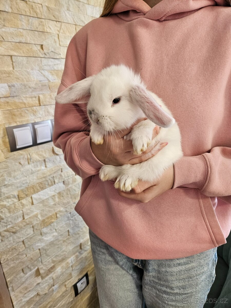 Zakrslý králík - 13