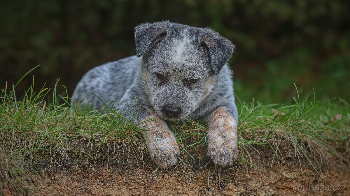 Australský honácký pes, rezervace štěňat s PP, volní kluci - 13