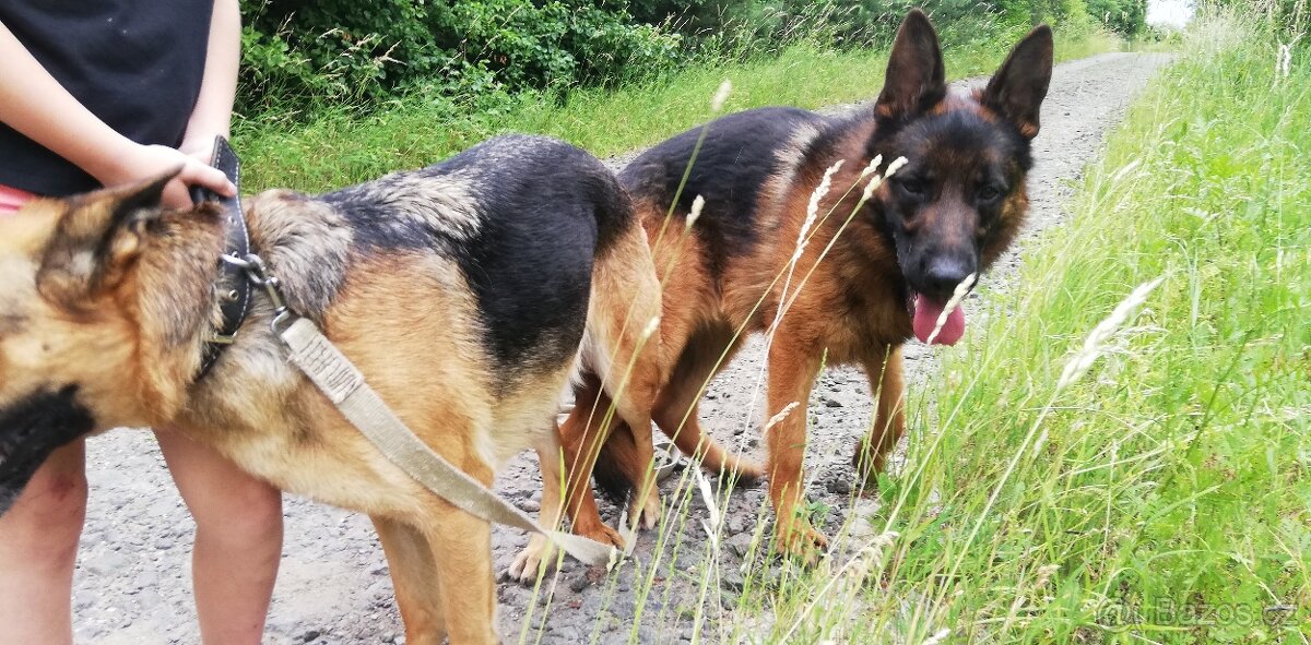 Nemecky ovčák typu Rex(štěňata) - 13