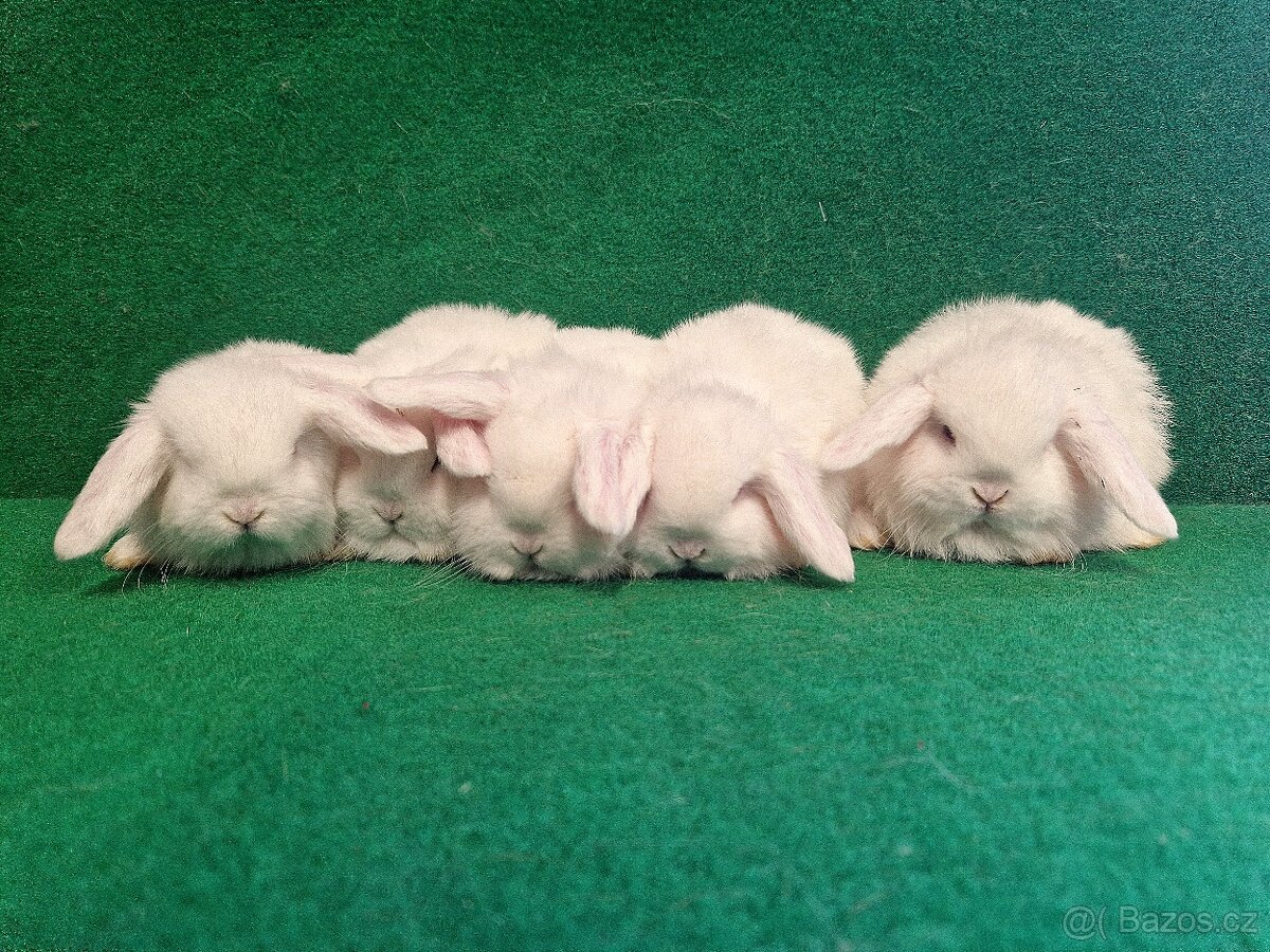 Zakrslý beránek s rodokmenem - 13