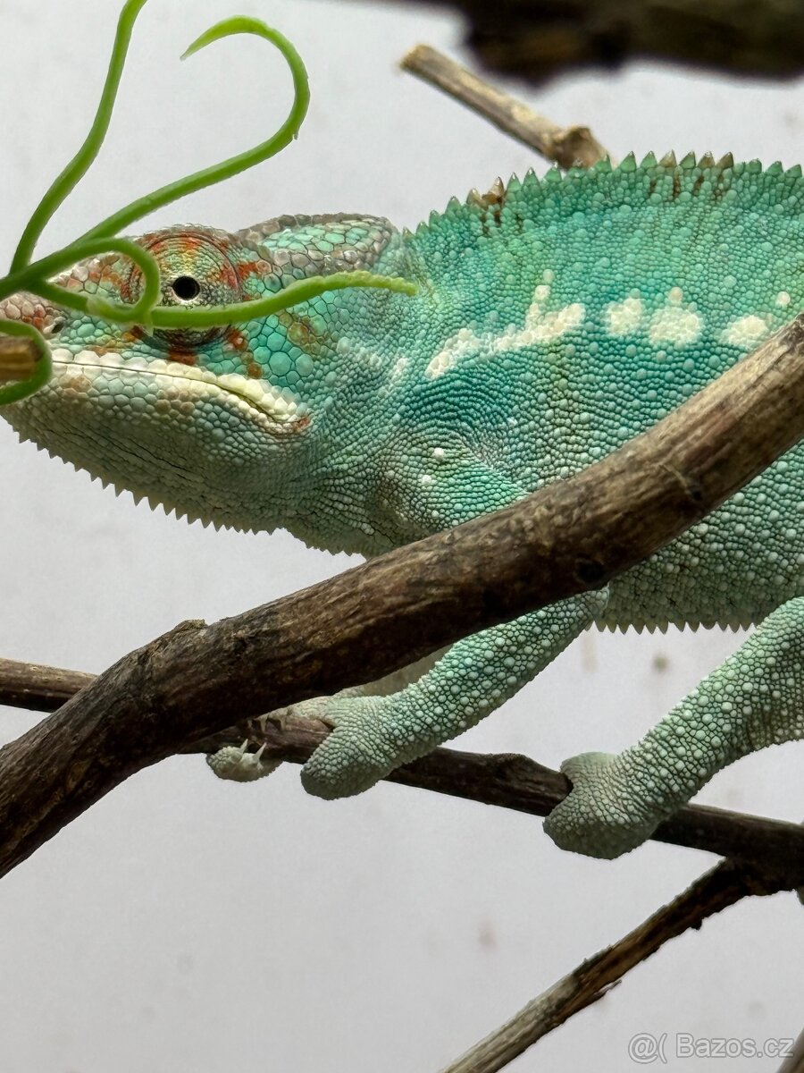 Chameleon pardalis - nosy be - 13
