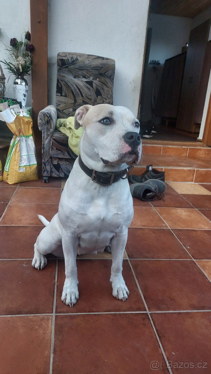 🐾 Americký stafordšírský teriér - 13