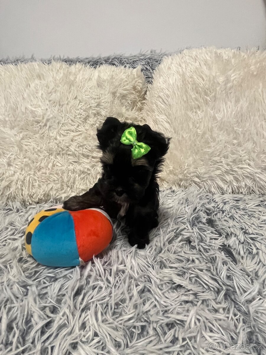 Jorkširský teriér s PP - 13