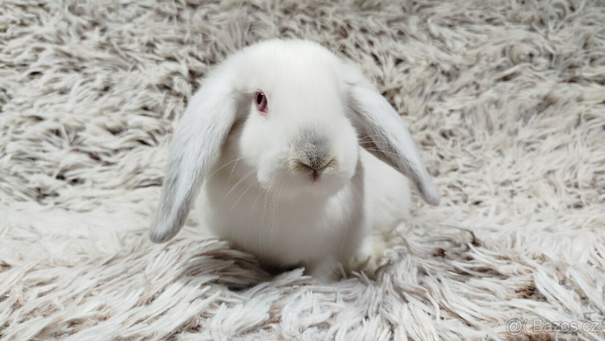 Zakrslý beránek, králíček, králík - MOLLY - 13