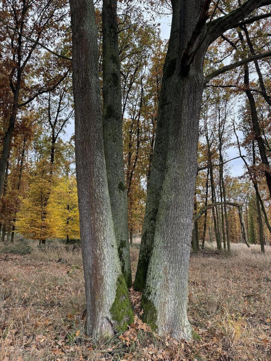 Prodám pozemky v k.ú. Snopoušovy - 13