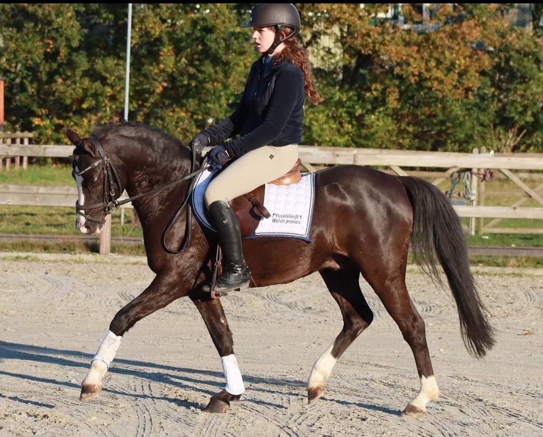 Klisny Welsh pony B - 13