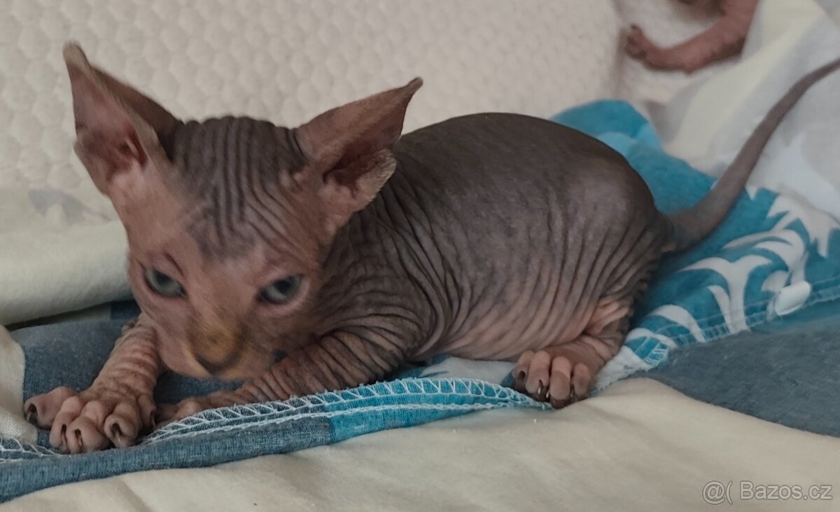 Kanadský sphynx - 13