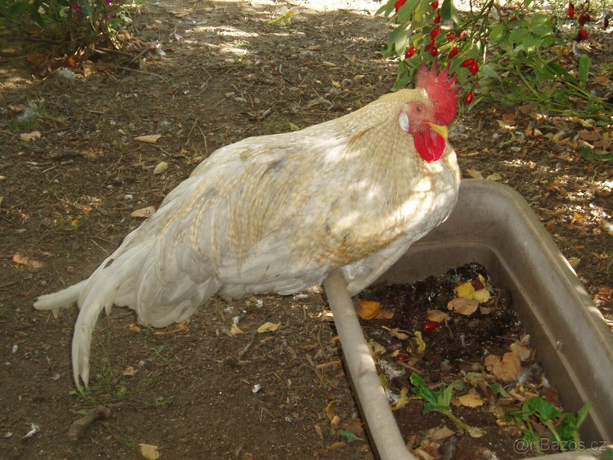 Prodám mladého kohouta do chovu - 13
