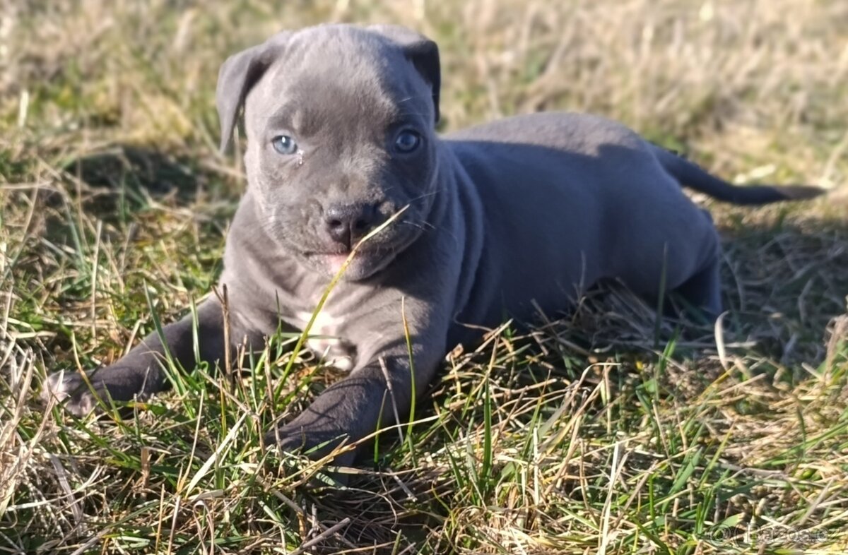 American Bully Standard - 13