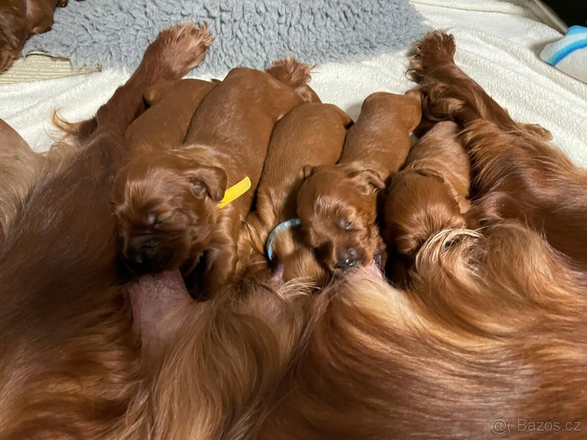 Irský setr štěňata s PP - 13