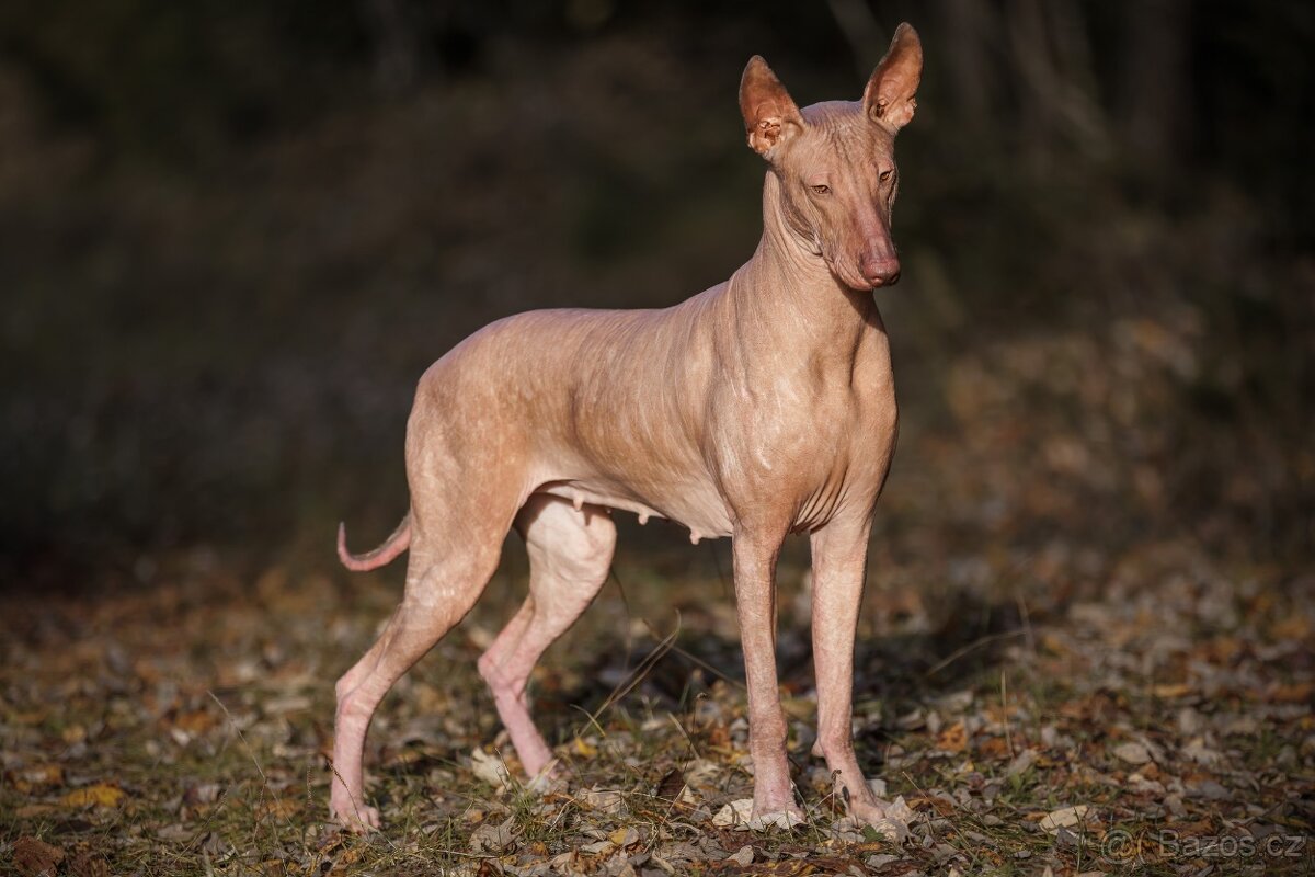 Peruánsky a Mexický naháč - 13