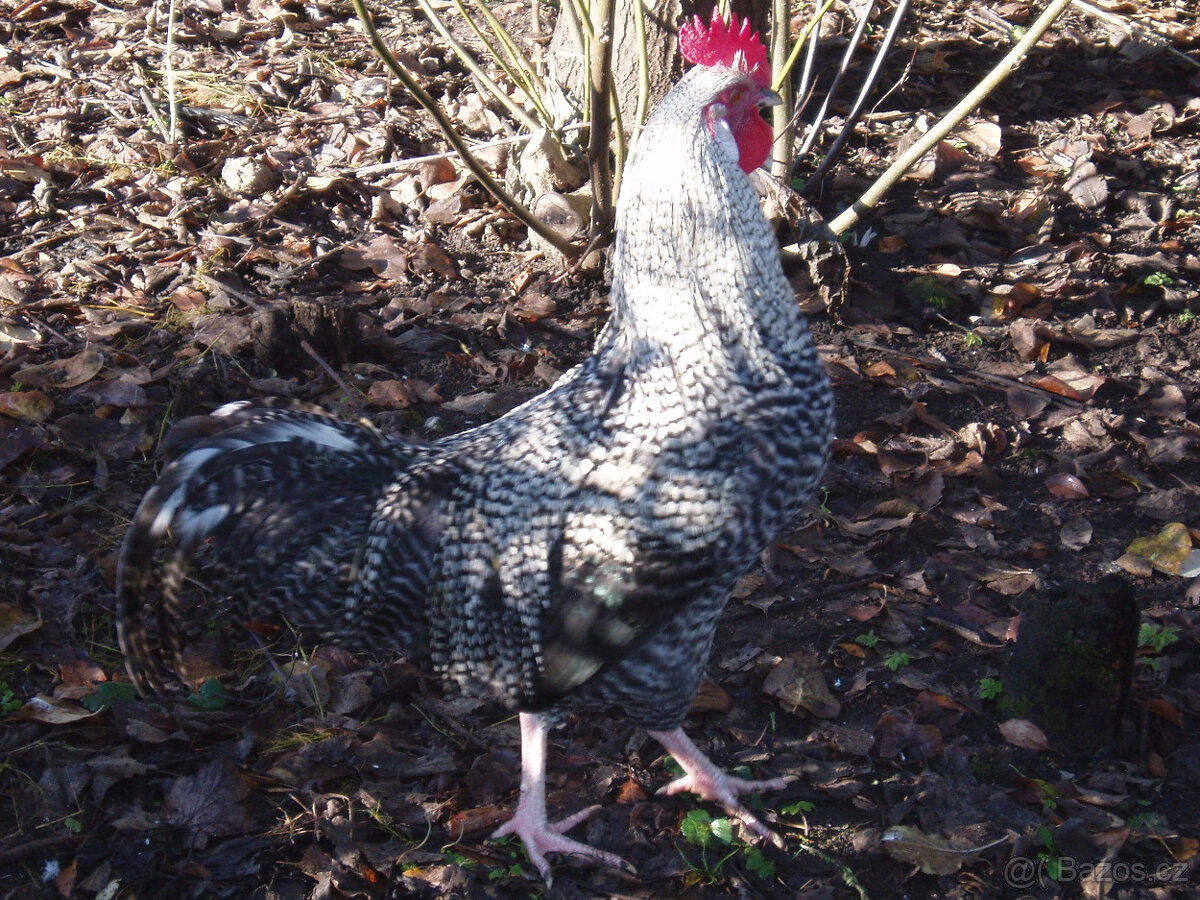 Prodám kohouta, kohoutky do chovu - 13