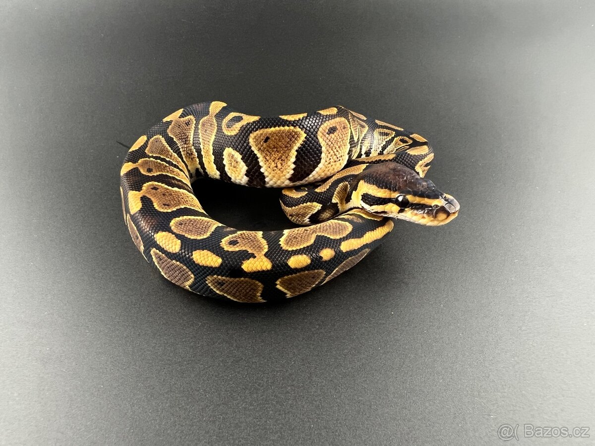 Krajta královská - Python regius - Ball python - 13