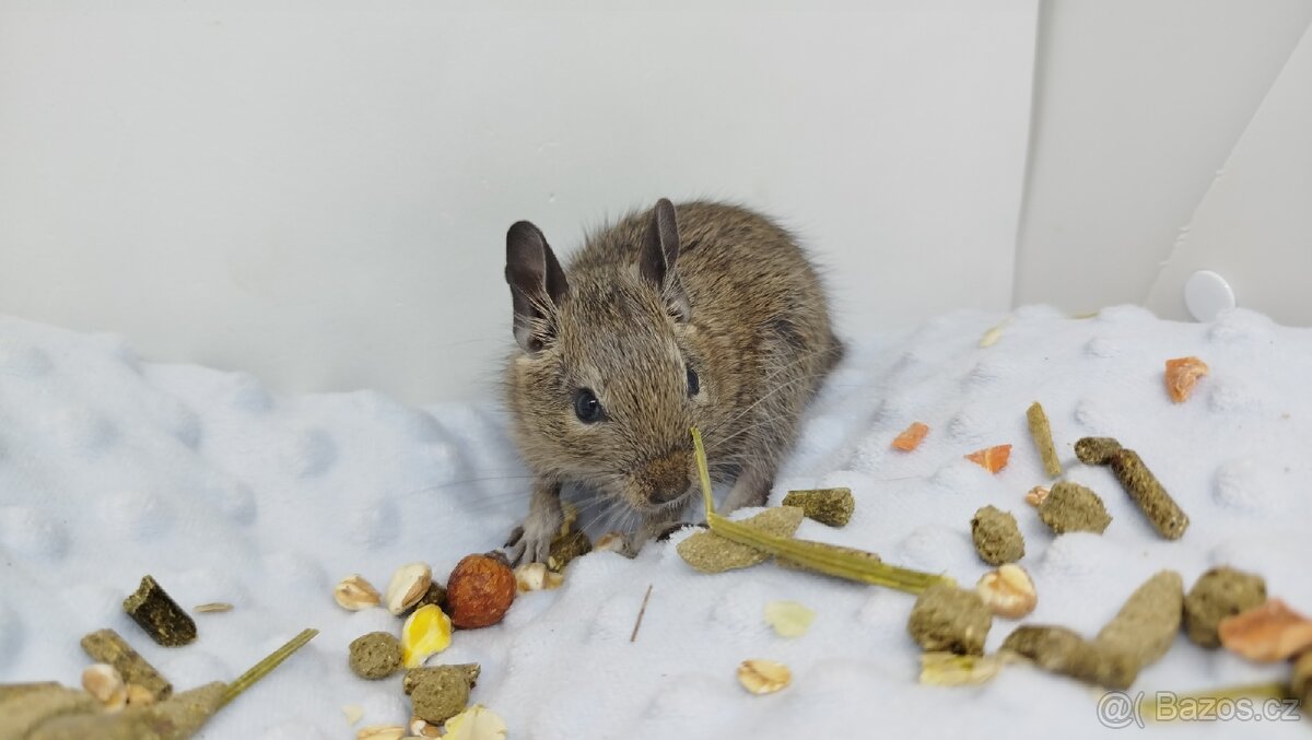 Osmák degu, Osmáci - SAMEČCI - 13