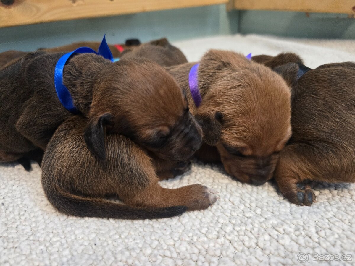 Štěňata rhodéského ridgebacka - 13