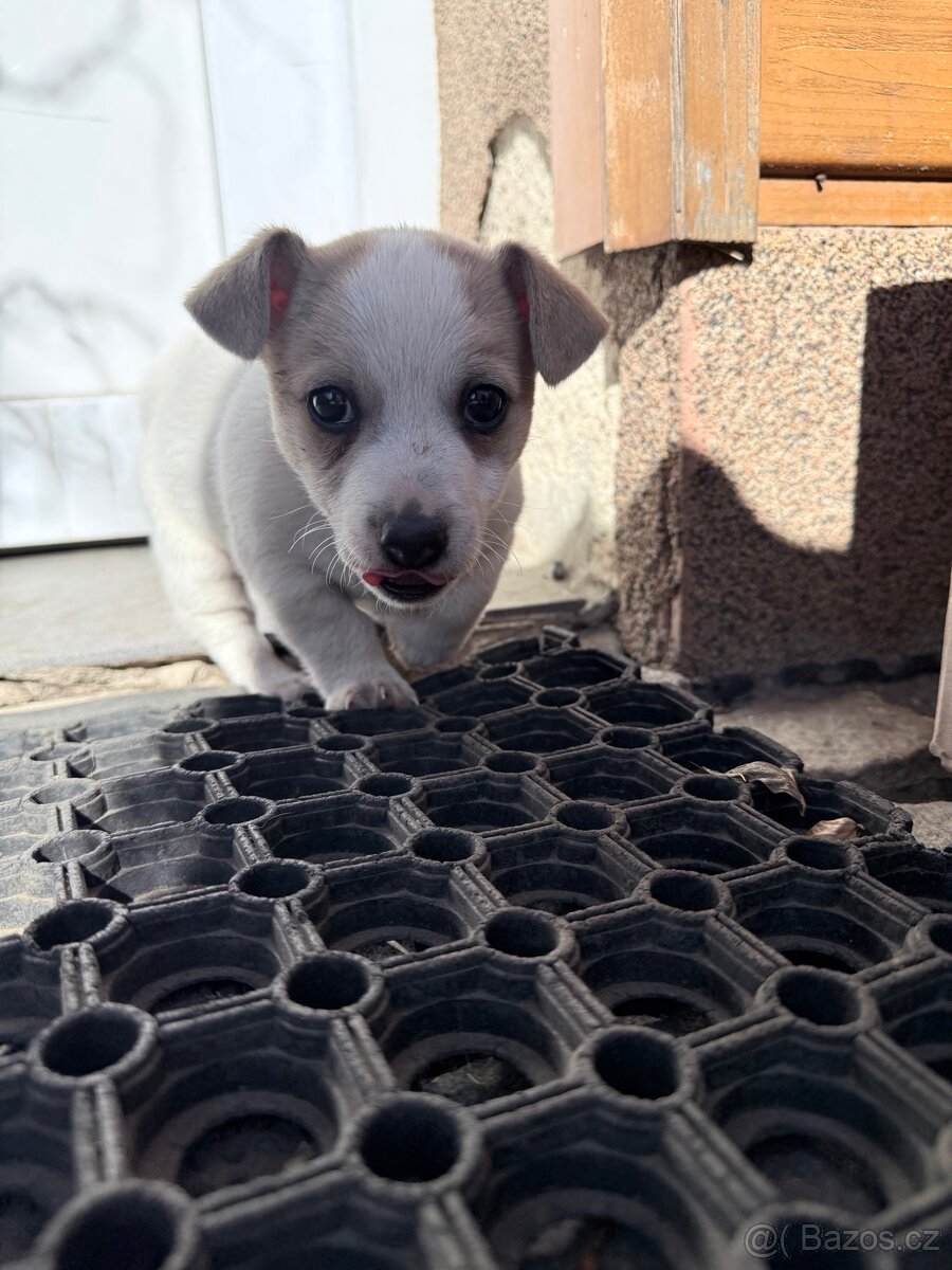 Jack russell teriér - 13
