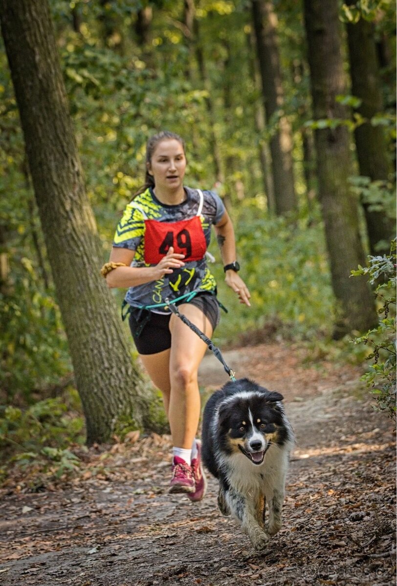 Krytí chovným psem- Australský ovčáka s PP - 13