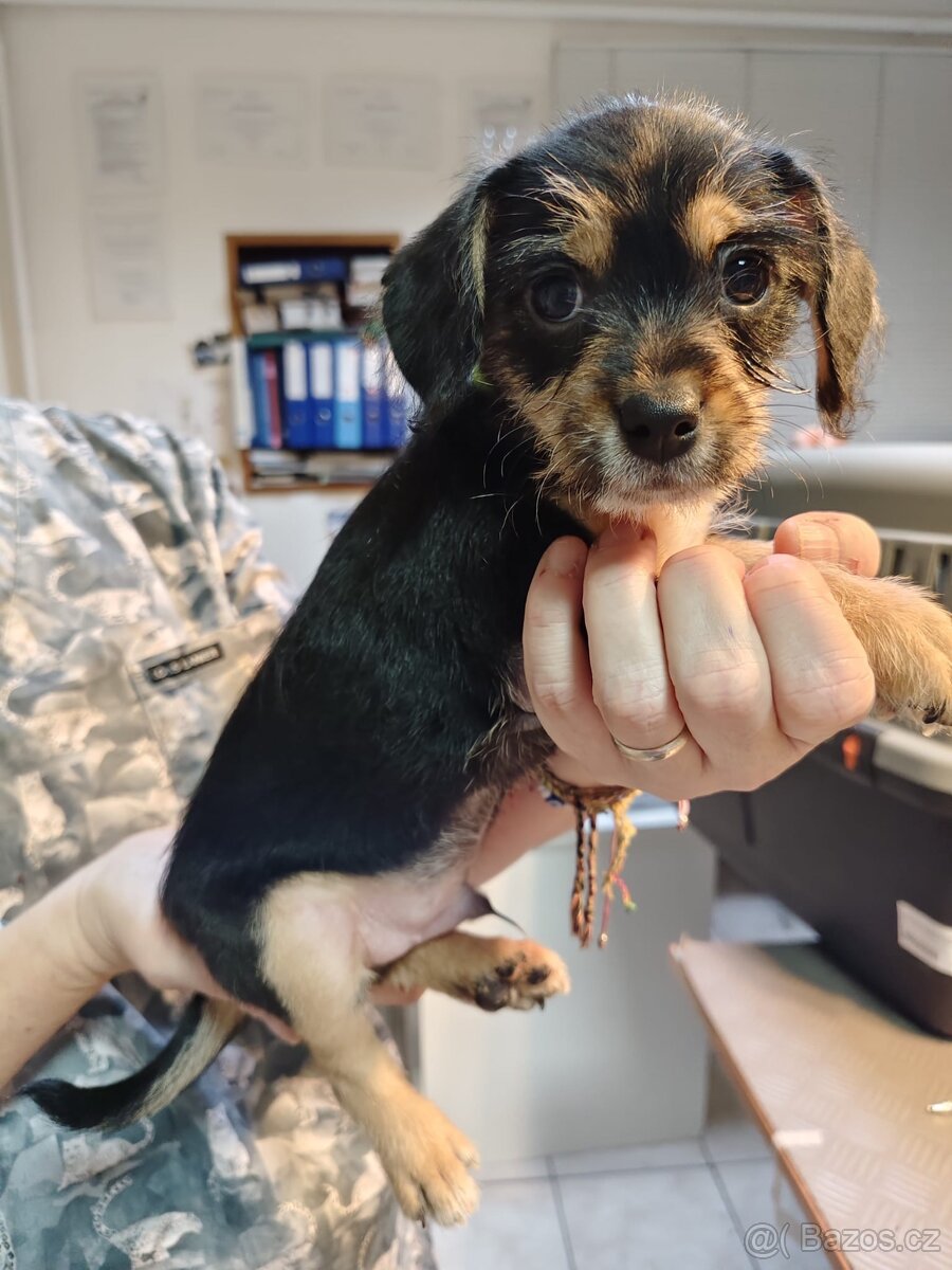 Prodám štěňata - 13