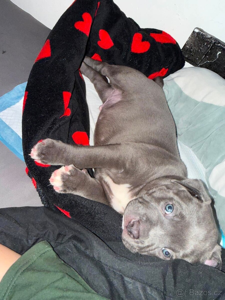 American bully XL - 13
