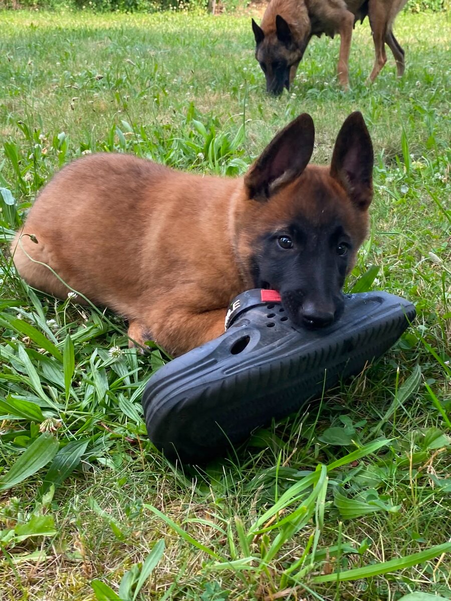 Belgický ovčák malinois štěňátko - 13