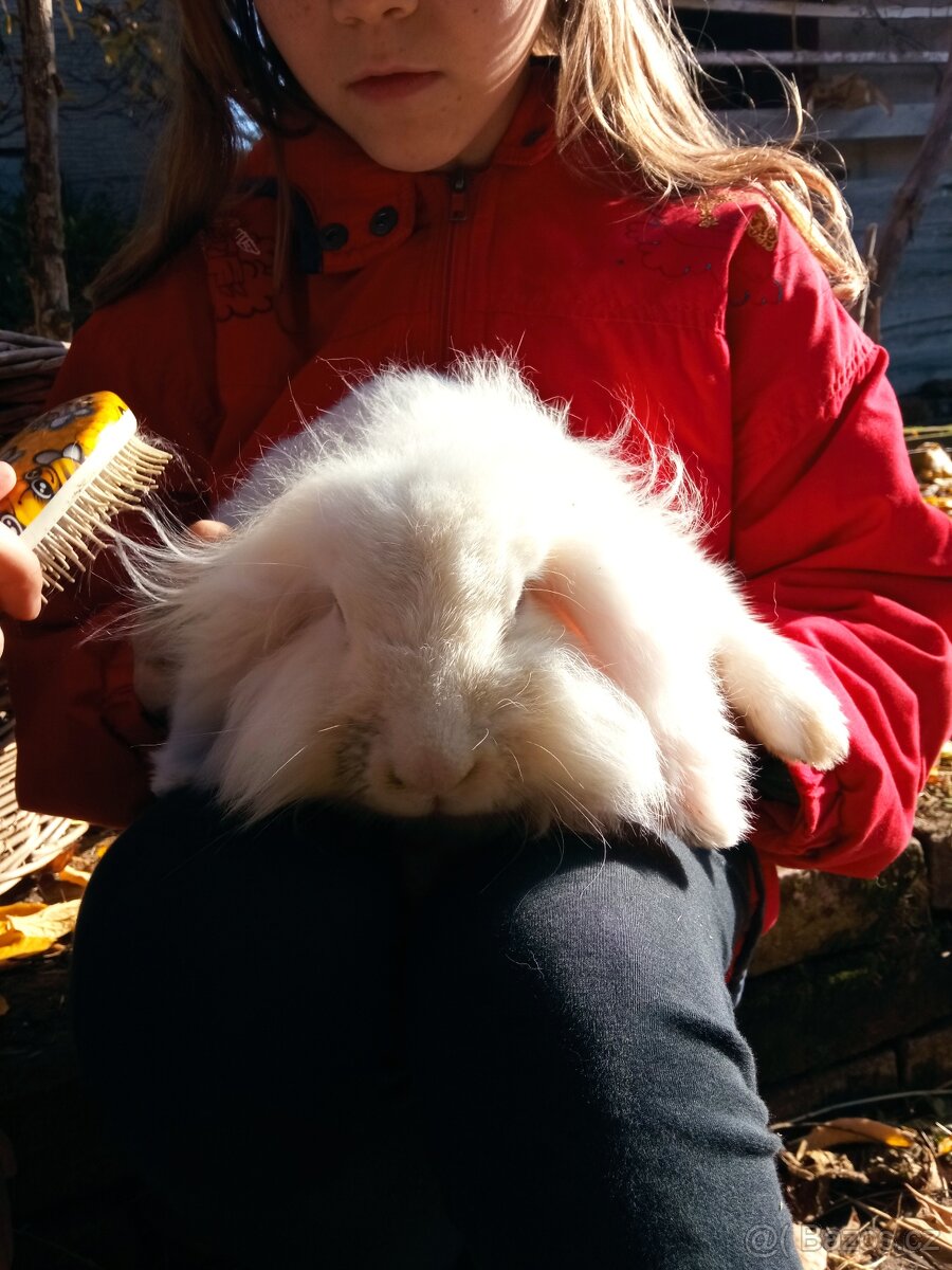 Zakrslý králík - 13