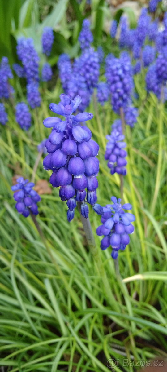 Odkopky trvalek a skalniček - 13