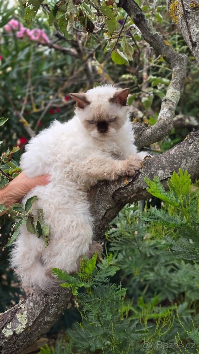 Ragdoll - 13