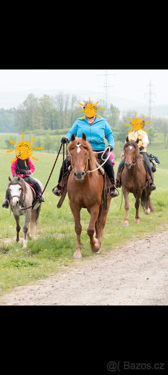 Welsh pony kobylka - 13