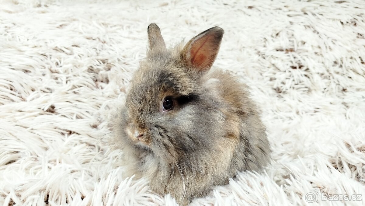 Zakrslý králík, králíček - HARRY - 13