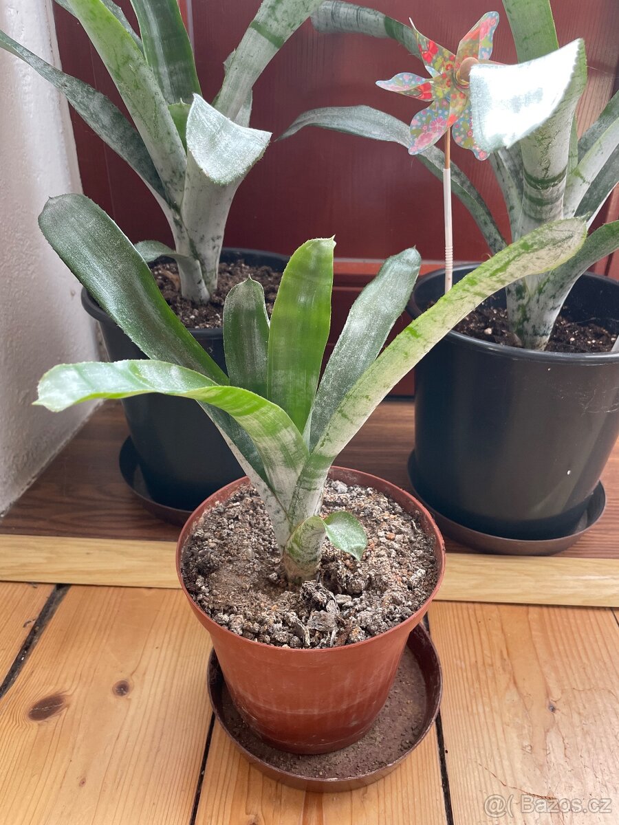 Bromélie Echmea pruhovaná (Aechmea fasciata)🌺 - 13