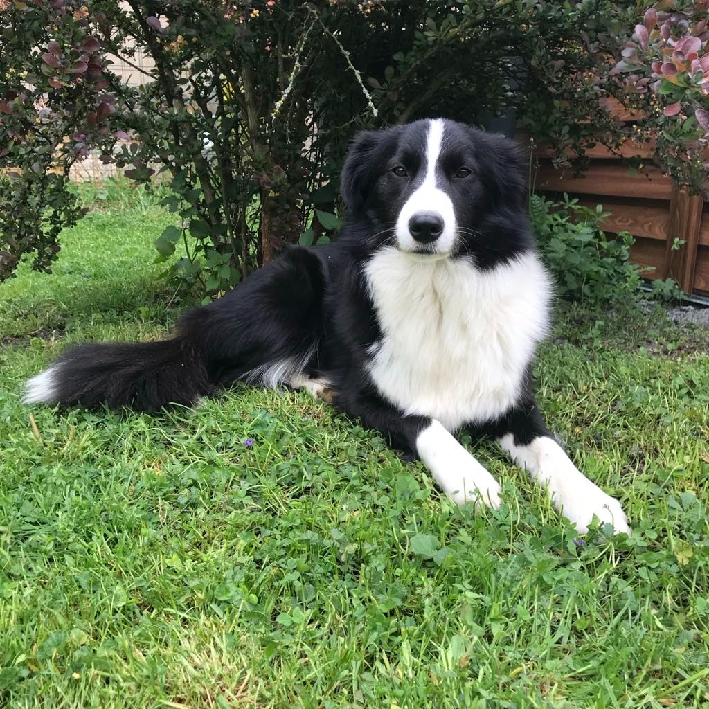 Border kolie s PP - 13