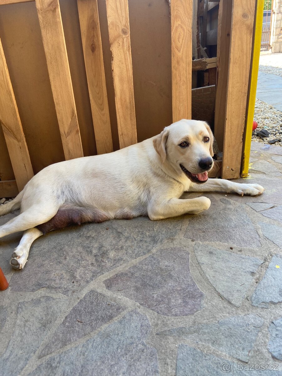 Labradoodle - 13