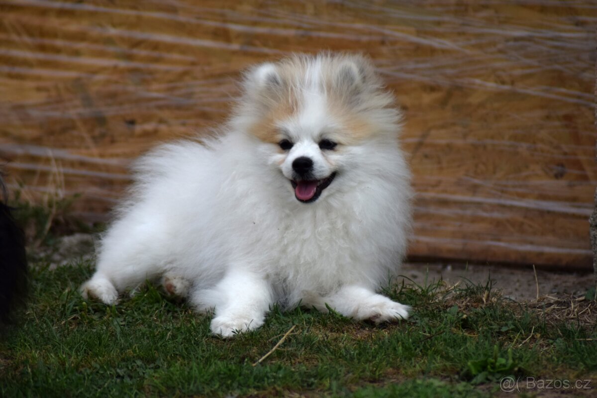POMERANIAN S PP - 2 nádherní kluci-6 měsíců - 13